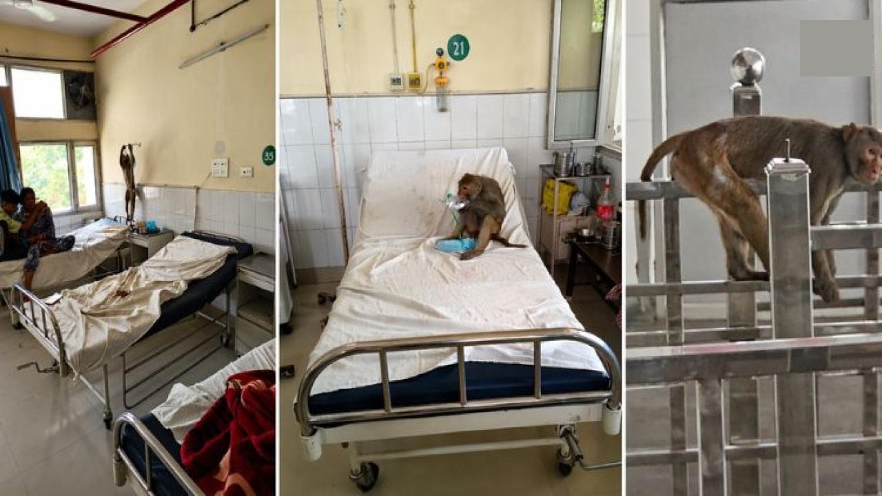 Monkeys cause chaos at Abohar hospital, leading to clashes between patients and doctors; several injured