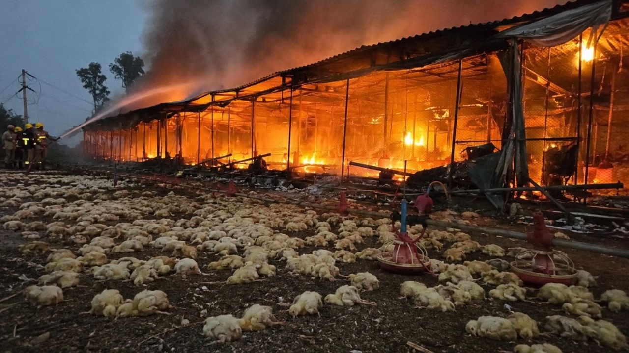 Fire Breaks out at Pathankot Poultry Farm, Thousands of Chicks Burned Alive, Loss Worth Lakhs!